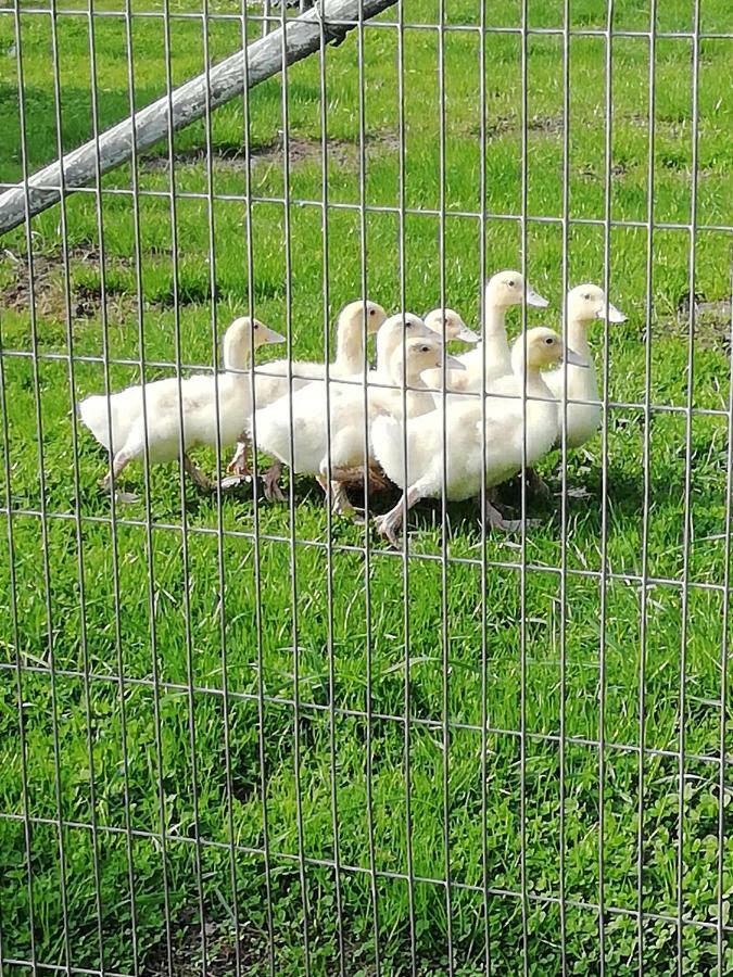 Haeuschen Im Gruenen Villa Jornstorf Luaran gambar